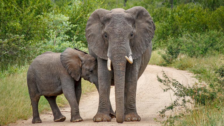 The African elephant (Loxodonta)