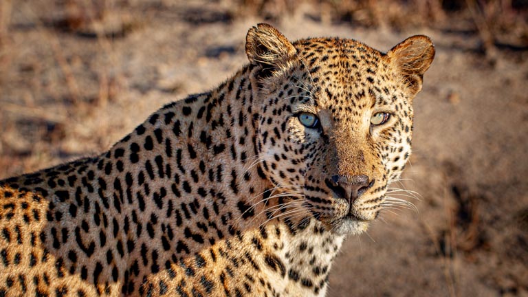 The Leopard (Panthera pardus)