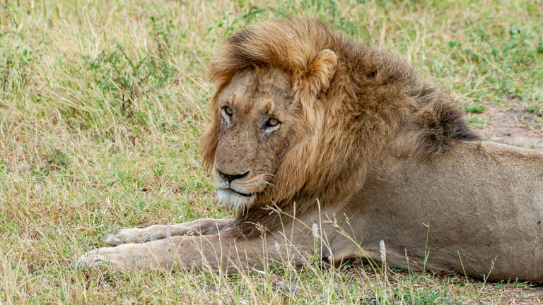 The Lion (Panthera leo)